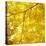 Yellow Fall Leaves 007-Tom Quartermaine-Stretched Canvas