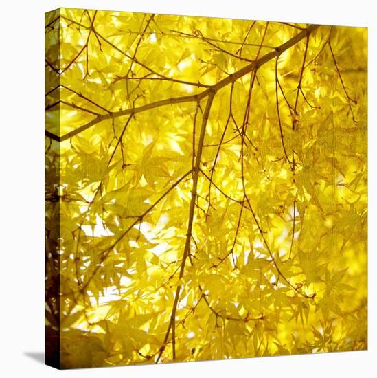 Yellow Fall Leaves 007-Tom Quartermaine-Stretched Canvas