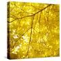 Yellow Fall Leaves 007-Tom Quartermaine-Stretched Canvas