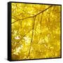 Yellow Fall Leaves 007-Tom Quartermaine-Framed Stretched Canvas