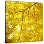 Yellow Fall Leaves 007-Tom Quartermaine-Stretched Canvas