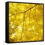 Yellow Fall Leaves 007-Tom Quartermaine-Framed Stretched Canvas