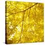 Yellow Fall Leaves 007-Tom Quartermaine-Stretched Canvas