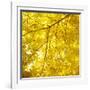 Yellow Fall Leaves 007-Tom Quartermaine-Framed Premium Giclee Print