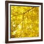 Yellow Fall Leaves 007-Tom Quartermaine-Framed Premium Giclee Print