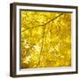 Yellow Fall Leaves 007-Tom Quartermaine-Framed Giclee Print