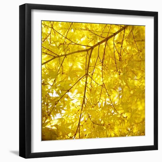 Yellow Fall Leaves 007-Tom Quartermaine-Framed Giclee Print