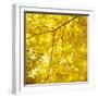 Yellow Fall Leaves 007-Tom Quartermaine-Framed Giclee Print