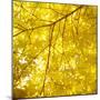 Yellow Fall Leaves 007-Tom Quartermaine-Mounted Giclee Print