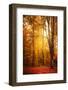 Yellow Fall-Philippe Saint-Laudy-Framed Photographic Print