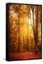 Yellow Fall-Philippe Saint-Laudy-Framed Stretched Canvas