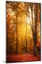 Yellow Fall-Philippe Saint-Laudy-Mounted Photographic Print