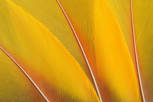 Yellow Feathers Background Composition. Real MACAW Bird Feathers