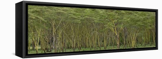 Yellow Fever Tree, Lake Nakuru National Park, Kenya-Adam Jones-Framed Stretched Canvas
