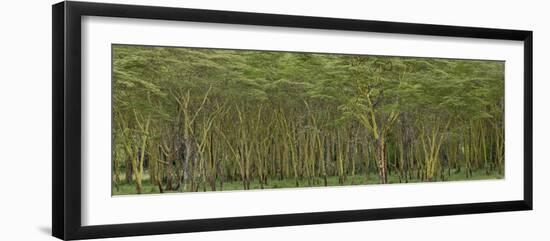 Yellow Fever Tree, Lake Nakuru National Park, Kenya-Adam Jones-Framed Photographic Print