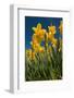 Yellow Field Full with Trumpet Daffodils in Spring-Ivonnewierink-Framed Photographic Print