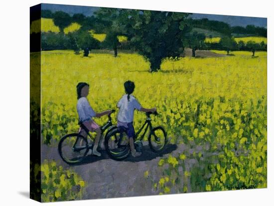 Yellow Field, Kedleston, Derby-Andrew Macara-Stretched Canvas