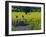 Yellow Field, Kedleston, Derby-Andrew Macara-Framed Giclee Print