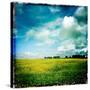 Yellow Field of Rape Seed-Craig Roberts-Stretched Canvas