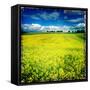 Yellow Field of Rape Seed-Craig Roberts-Framed Stretched Canvas
