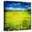 Yellow Field of Rape Seed-Craig Roberts-Stretched Canvas