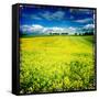 Yellow Field of Rape Seed-Craig Roberts-Framed Stretched Canvas