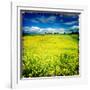 Yellow Field of Rape Seed-Craig Roberts-Framed Photographic Print