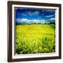 Yellow Field of Rape Seed-Craig Roberts-Framed Photographic Print