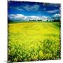 Yellow Field of Rape Seed-Craig Roberts-Mounted Photographic Print