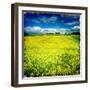 Yellow Field of Rape Seed-Craig Roberts-Framed Photographic Print