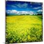 Yellow Field of Rape Seed-Craig Roberts-Mounted Photographic Print