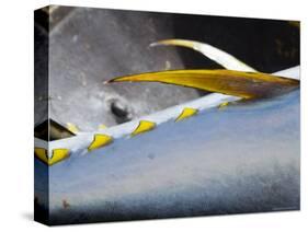 Yellow Fin Tuna on Beach at Santa Maria on the Island of Sal (Salt), Cape Verde Islands, Africa-R H Productions-Stretched Canvas