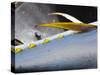 Yellow Fin Tuna on Beach at Santa Maria on the Island of Sal (Salt), Cape Verde Islands, Africa-R H Productions-Stretched Canvas