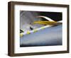 Yellow Fin Tuna on Beach at Santa Maria on the Island of Sal (Salt), Cape Verde Islands, Africa-R H Productions-Framed Photographic Print