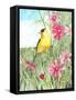 Yellow Finch Cosmos-Melinda Hipsher-Framed Stretched Canvas
