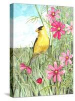 Yellow Finch Cosmos-Melinda Hipsher-Stretched Canvas