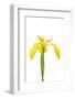 Yellow flag iris, Büchelberg, Pfalz, Germany-MYN / Dirk Funhoff-Framed Photographic Print