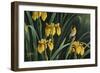 Yellow Flags and Yellowthroat-Wilhelm Goebel-Framed Giclee Print