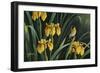 Yellow Flags and Yellowthroat-Wilhelm Goebel-Framed Giclee Print