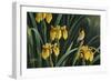 Yellow Flags and Yellowthroat-Wilhelm Goebel-Framed Giclee Print