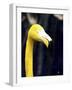 Yellow Flamingo-Dana Brett Munach-Framed Giclee Print