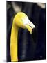 Yellow Flamingo-Dana Brett Munach-Mounted Giclee Print