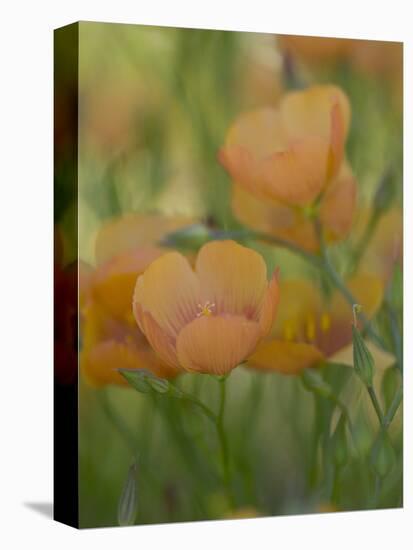 Yellow Flax Along Interstate 35, Near Devine, Texas, USA-Darrell Gulin-Stretched Canvas