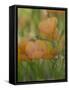 Yellow Flax Along Interstate 35, Near Devine, Texas, USA-Darrell Gulin-Framed Stretched Canvas