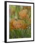 Yellow Flax Along Interstate 35, Near Devine, Texas, USA-Darrell Gulin-Framed Photographic Print