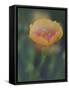 Yellow Flax Along Interstate 35, Near Devine, Texas, USA-Darrell Gulin-Framed Stretched Canvas