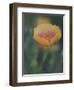 Yellow Flax Along Interstate 35, Near Devine, Texas, USA-Darrell Gulin-Framed Photographic Print