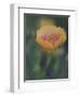 Yellow Flax Along Interstate 35, Near Devine, Texas, USA-Darrell Gulin-Framed Photographic Print