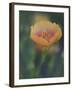 Yellow Flax Along Interstate 35, Near Devine, Texas, USA-Darrell Gulin-Framed Photographic Print