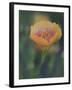 Yellow Flax Along Interstate 35, Near Devine, Texas, USA-Darrell Gulin-Framed Photographic Print